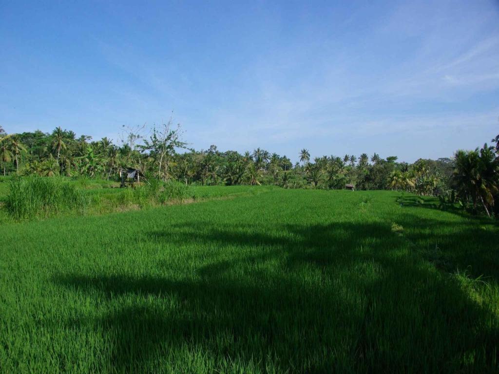 Omah Apik Hotel Ubud Exterior foto